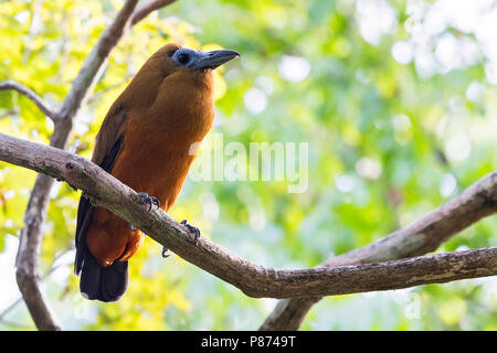 Capuchinbird (Perissocephalus tricolor), a large passerine bird of the family Cotingidae and is found in humid forests. The most distinctive feature i Stock Photo