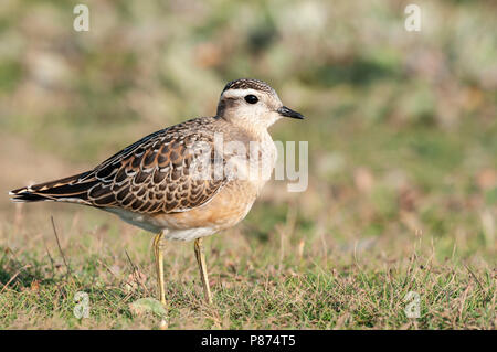 Eurasian Dotterel, Morinelplevier, Charadrius morinellus Stock Photo