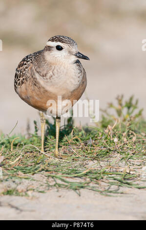 Eurasian Dotterel, Morinelplevier, Charadrius morinellus Stock Photo