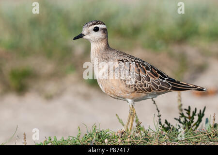 Eurasian Dotterel, Morinelplevier, Charadrius morinellus Stock Photo