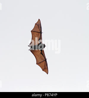 Christmaseiland vliegende hond in vlucht, Christmas Island flying fox in flight Stock Photo