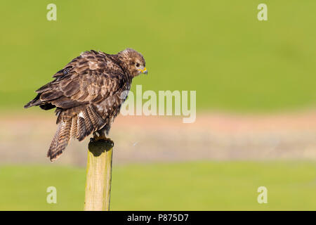 Buizerd zittend op paal in weiland Nederland, Common Buzzard perched at pole in grassland Netherlands Stock Photo