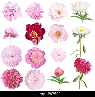 Peonies and asters set flowers isolated on white background. Pink and white peonies, pink and white asters Stock Photo