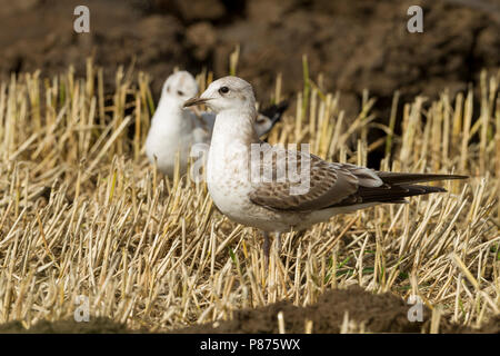 Stormmeeuw, Mew Gull, Larus canus ssp. canus, Germany, juvenile Stock Photo