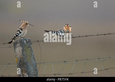 Common Hoopoe, hop, Upupa epops ssp. epops, Spain, adult