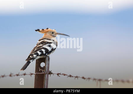 Common Hoopoe, hop, Upupa epops ssp. epops, Spain, adult
