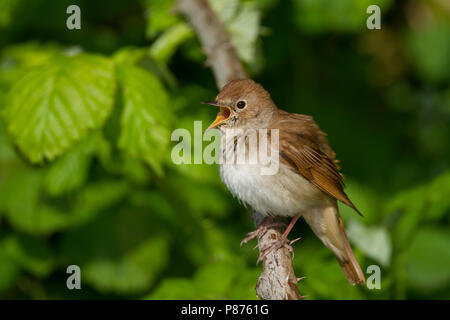 Common Nightingale - Nachtigall - Luscinia megarhynchos ssp. megarhynchos, Germany, adult Stock Photo