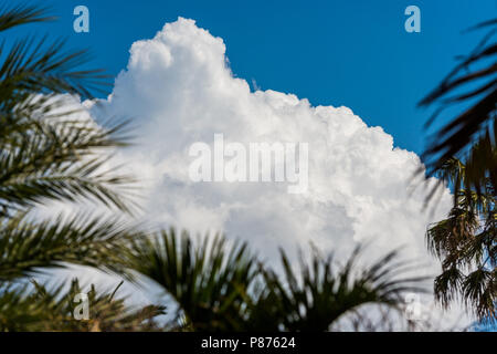 A large white cloud on a blue sky with palm trees on the sides Stock Photo
