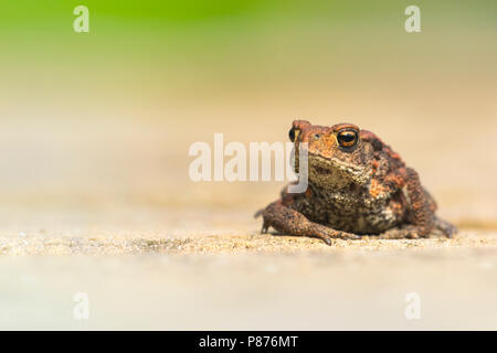 Gewone Pad, Common Toad