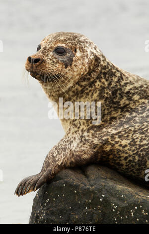Gewone Zeehond, Common Seal, Phoca vitulina Stock Photo