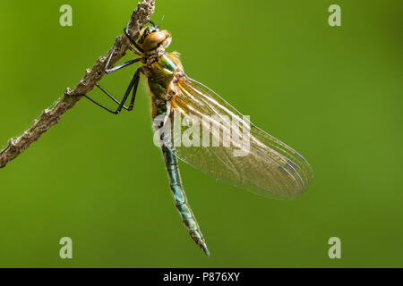 Vers vrouwtje Smaragdlibel, Immature female Cordulia aenea Stock Photo