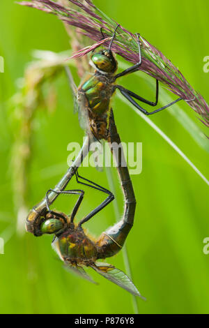 Smaragdlibellen parend, Cordulia aenea pair mating Stock Photo