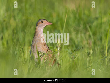 Corncrake - Wachtelkönig - Crex crex, Russia (Jekaterinburg), adult hiding in grassland Stock Photo