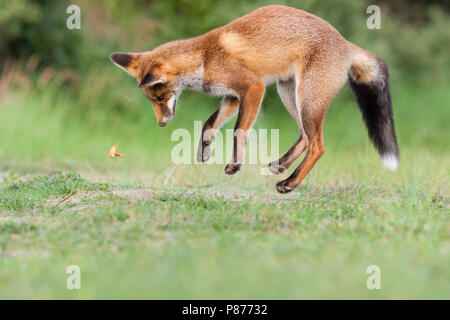 Springende vos jagend op vlinder; Jumping Red Fox hunting butterfly Stock Photo