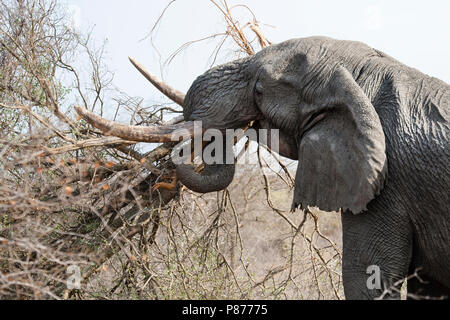 African Elephant (Loxodonta africana) bull lifting tree at Kruger National Park in summer Stock Photo