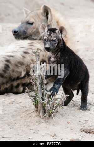 Spotted Hyena (Crocuta crocuta) adult with young at Kruger National Park in summer Stock Photo