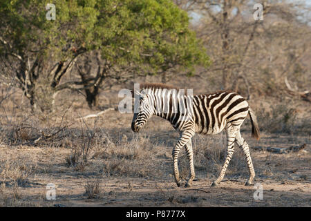 Plains Zebra (Equus quagga) young walking at Kruger National Park in summer Stock Photo