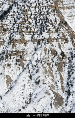 Rotswand met sneeuw en bomen; Cliff covered in snow and trees Stock Photo