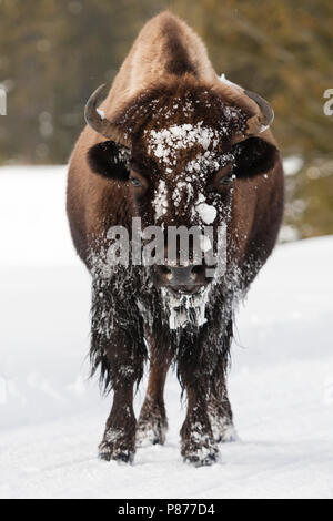 Amerikaanse bizon staand in sneeuw; American bison standing in snow Stock Photo