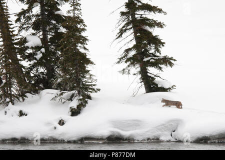 Bobcat (Lynx rufus) walking in snow-covered Yellowstone National Park Stock Photo