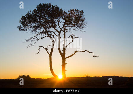 Pinus sylvestris - My sunrise tree. Torronsuo National Park, Finland.