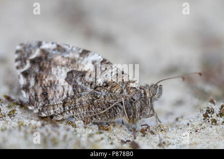 Heivlinder rustend op grond; Grayling resting on ground Stock Photo