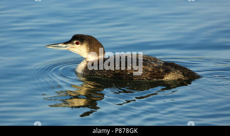 Adult Great Northern Diver (Gavia immer) in winter plumage wintering in Bodega Bay, California, United States Stock Photo