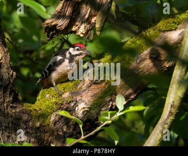 Great Spotted Woodpecker - Buntspecht - Dendrocopos major ssp. pinetorum, Germany, juvenile Stock Photo