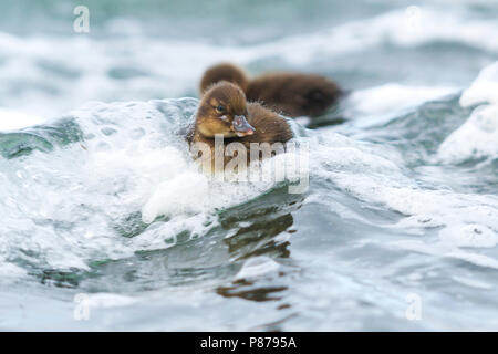 Greater Scaup, Toppereend,  marila ssp. marila, Iceland, duckling Stock Photo