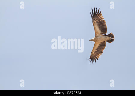 Greater Spotted Eagle - Schelladler - Aquila clanga var. fulvescens, Kazakhstan, immature Stock Photo