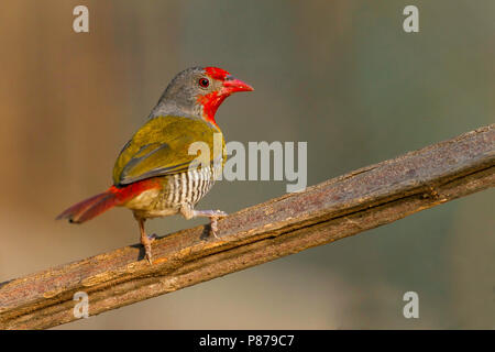 Green-winged Pytilia (Pytilia melba) perched on a branch. Stock Photo