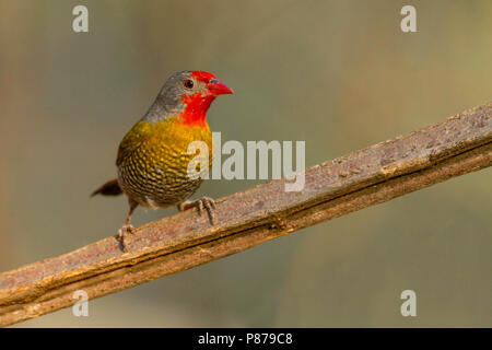 Green-winged Pytilia (Pytilia melba) perched on a branch. Stock Photo