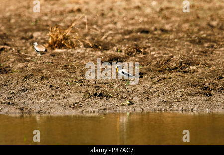 Senegal Wattled Plover, Vanellus senegallus. Mana Pools National Park. Zimbabwe Stock Photo