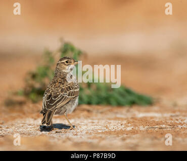 Lesser Short-toed Lark (Calandrella rufescens apetzii) in Spanish steppes Stock Photo