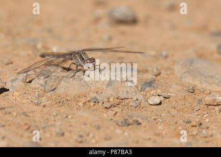 Imago Kleine oeverlibel; Adult Small Skimmer; Stock Photo