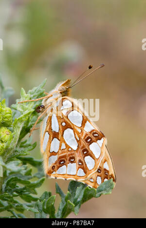 Kleine parelmoervlinder / Queen of Spain Fritillary (Issoria lathonia) Stock Photo