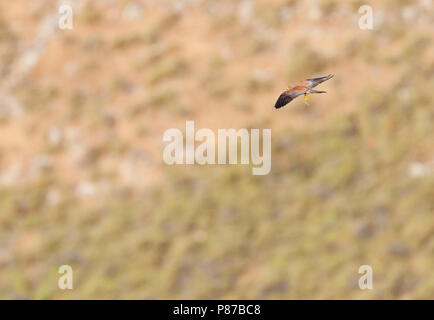 Kleine Torenvalk man in vlucht met prooi; Male Lesser Kestrel (Falco naumanni) in flight with prey Stock Photo