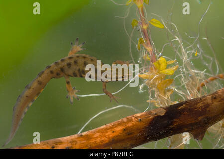Kleine Watersalamander, Common Newt Stock Photo