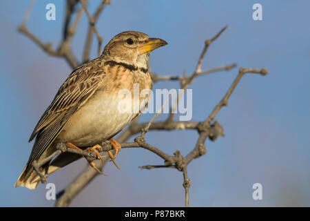 Bimaculated Lark; Melanocorypha bimaculata torquata Stock Photo