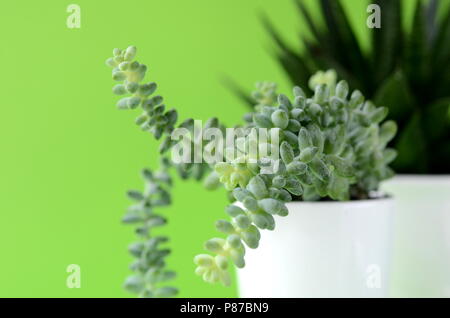 Succulent and cactus in a white flower pot on a solid bright color background with copy space. Modern minimalist home decor. Stock Photo