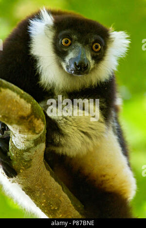 Vari, Black-and-white ruffed lemur Stock Photo
