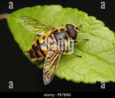 Hoverfly (Myathropa florea) male resting on leaf. Tipperary, Ireland Stock Photo