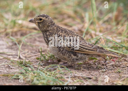 Black Lark; Melanocorypha yeltoniensis Stock Photo - Alamy
