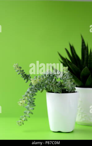 Succulent and cactus in a white flower pot on a solid bright color background with copy space. Modern minimalist home decor. Stock Photo
