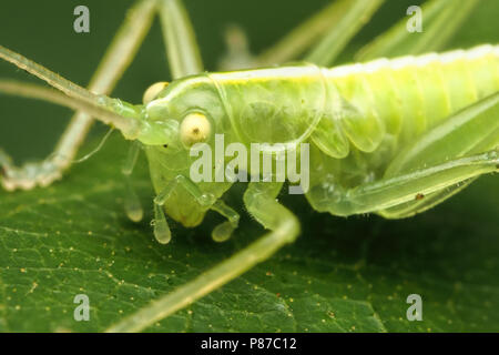 Oak Bush Cricket nymph (Meconema thalassinum) resting on oak leaf. Tipperary, Ireland Stock Photo