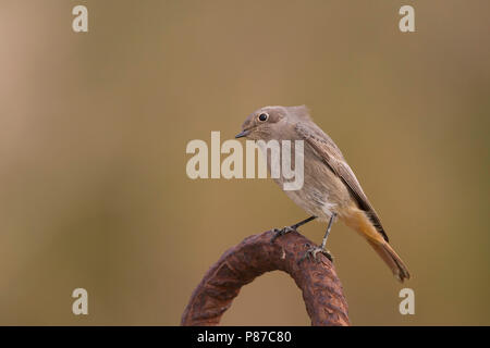 Black Redstart - Hausrotschwanz - Phoenicurus ochruros ssp. gibraltariensis, Germany, adult female Stock Photo
