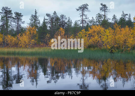 Autumn colours in Muonio, Lapland, Finland Stock Photo