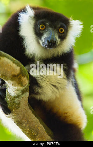 Black-and-white ruffed Lemur (Varecia variegata) a Critically Endangered lemur species endemic to Madagascar. The black-and-white ruffed lemur has a c Stock Photo