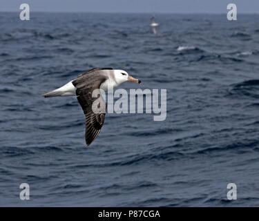 Black-browed Albatross (Thalassarche melanophrys) flying over the ocean near Antarctica Stock Photo