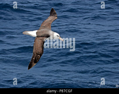 Immature Black-browed Albatross (Thalassarche melanophrys) flying over the ocean near Antarctica Stock Photo